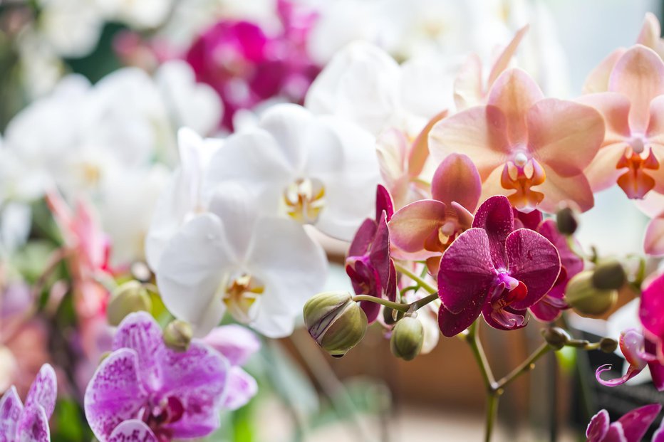Fotografija: Orhideje imajo rade zeleni čaj. FOTO: Besjunior, Getty Images
