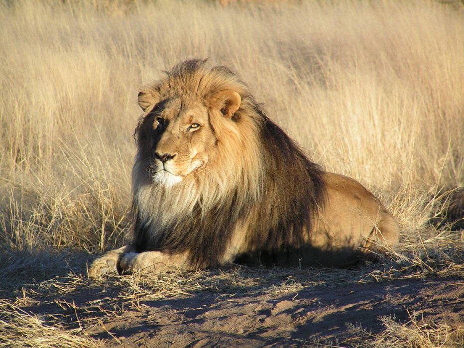 Fotografija: Kralj živali lev je na starem in novem seznamu.
Foto: Wikipedia
