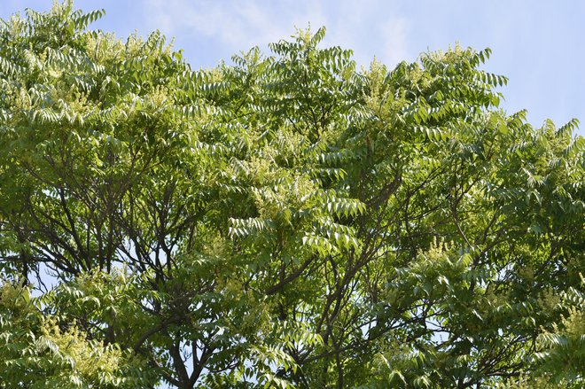 Veliki pajesen (Ailanthus altissima). FOTO: Nahhan, Getty Images
