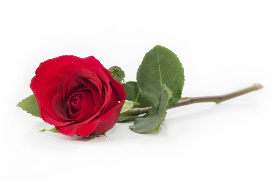 Fotografija: Vrtnico odlikujejo barva, vonj in strast. FOTO: Pankova/Getty Images
