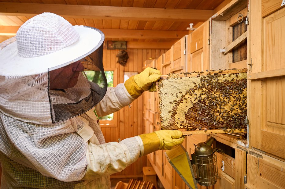 Fotografija: Slovensko čebelarstvo je med nacionalnimi paradnimi konji. Ne nazadnje je na Unescovem seznamu. FOTO: Tomo Jeseničnik