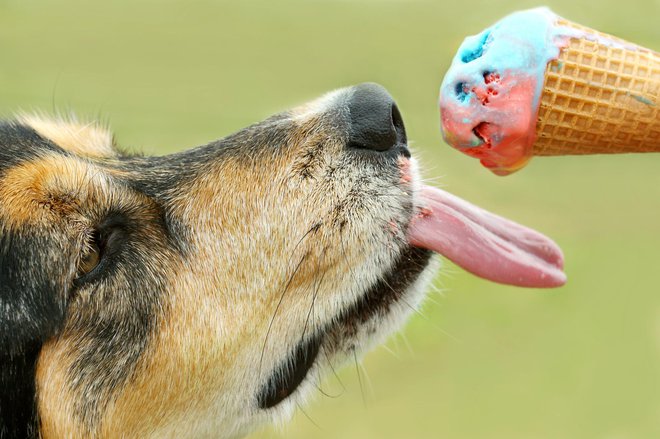 Sladoled je super, a raje mu ponudite njegove priboljške. FOTO: Christinlola/Getty Images