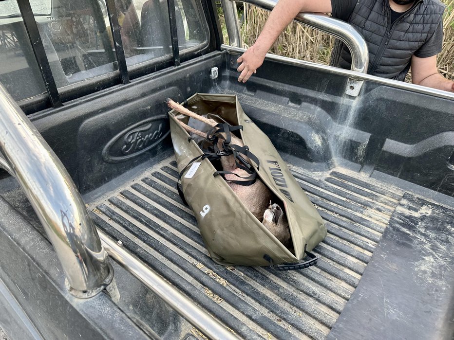 Fotografija: Ustreljeno žival so malomarno zapakirali v torbo in naložili na avto. FOTO: Jure Orel