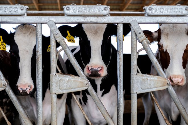 Zbolevajo tudi krave. FOTO: Jim Vondruska/Reuters
