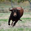 Iz hleva v Jelševcu nepridipravi ponoči odpeljali 250-kilogramskega bika
